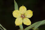 Lanceleaf loosestrife